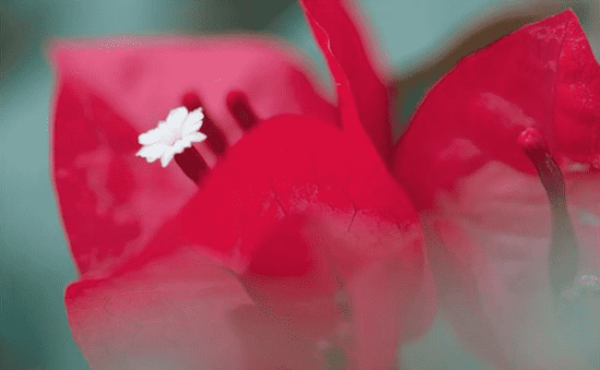 Flower Petals Windows 10 Theme