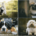 Get Dogs and Cats Windows 10 Theme