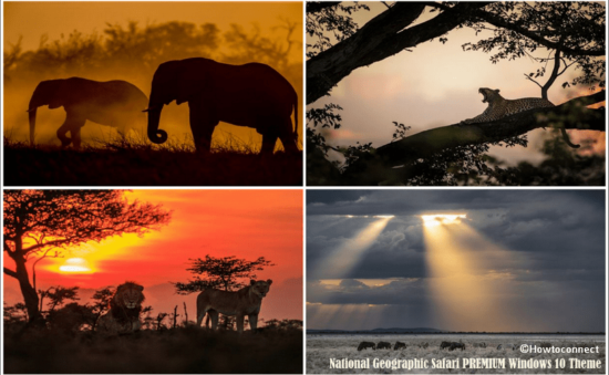 National Geographic Safari PREMIUM Windows 10 Theme [Download]