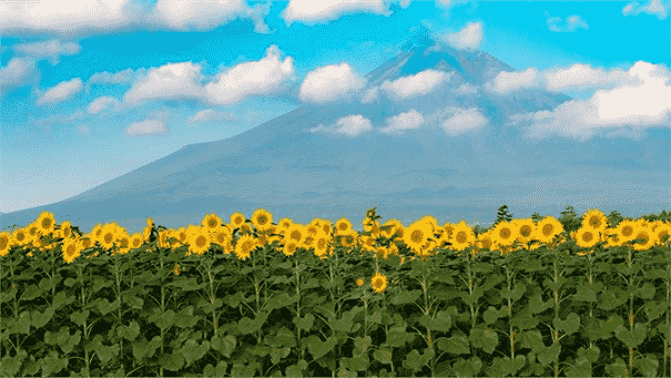 Sunflowers PREMIUM