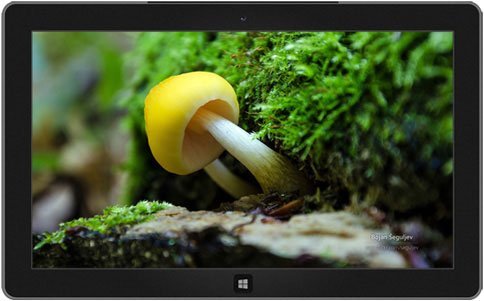 forest floor themes New and Brilliant Windows 8 Themes to in Store